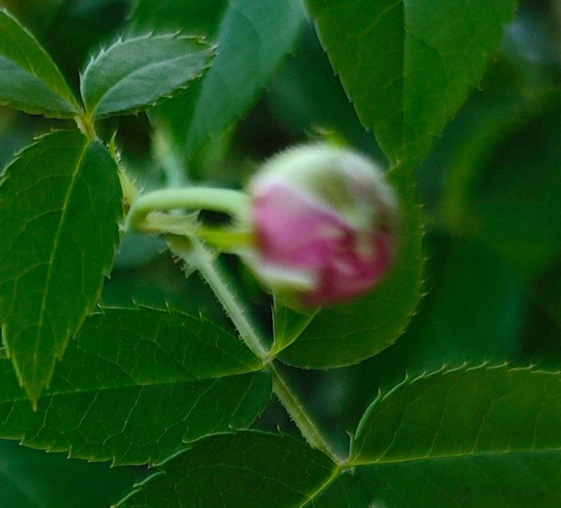 又有月季要开花了～图一是紫色花的“玛姬婶婶”；图二是红色花的“卡罗拉”；图三是第三次开花的粉色花“珊
