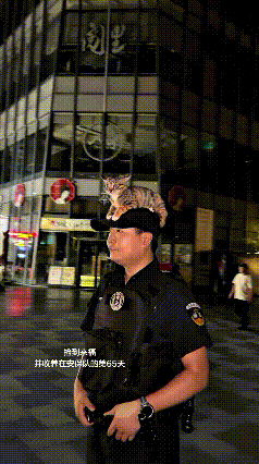 这个视频我看了好几遍，我真稀罕这个猫啊，要是自己有一个就好了。恁瞅瞅这位保安小