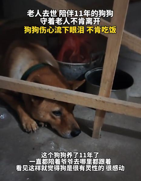 一女子发视频称，她的爷爷去世了，晚上十点给爷爷守灵时，女子发现爷爷养的狗子进房间