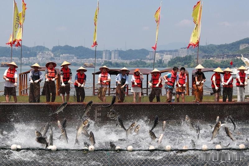 千岛湖的冬天，别有一番风味！夜游时，“水上灯市”如银河落湖，巨网捕鱼表演超震撼