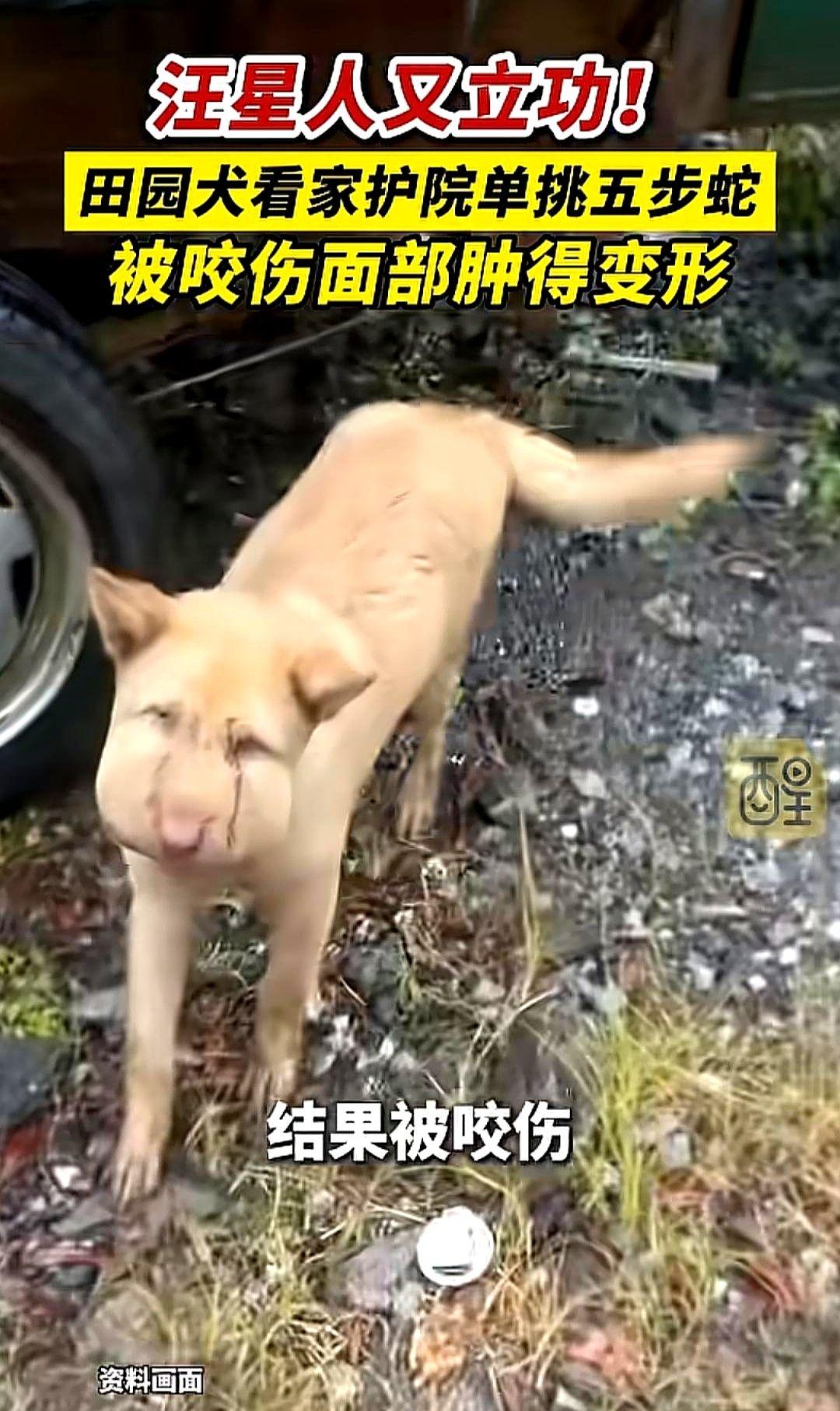田园犬再次立大功了！段先生跑出屋，瞅见自家狗顶着高肿的半边脸蔫站着，地上躺着一