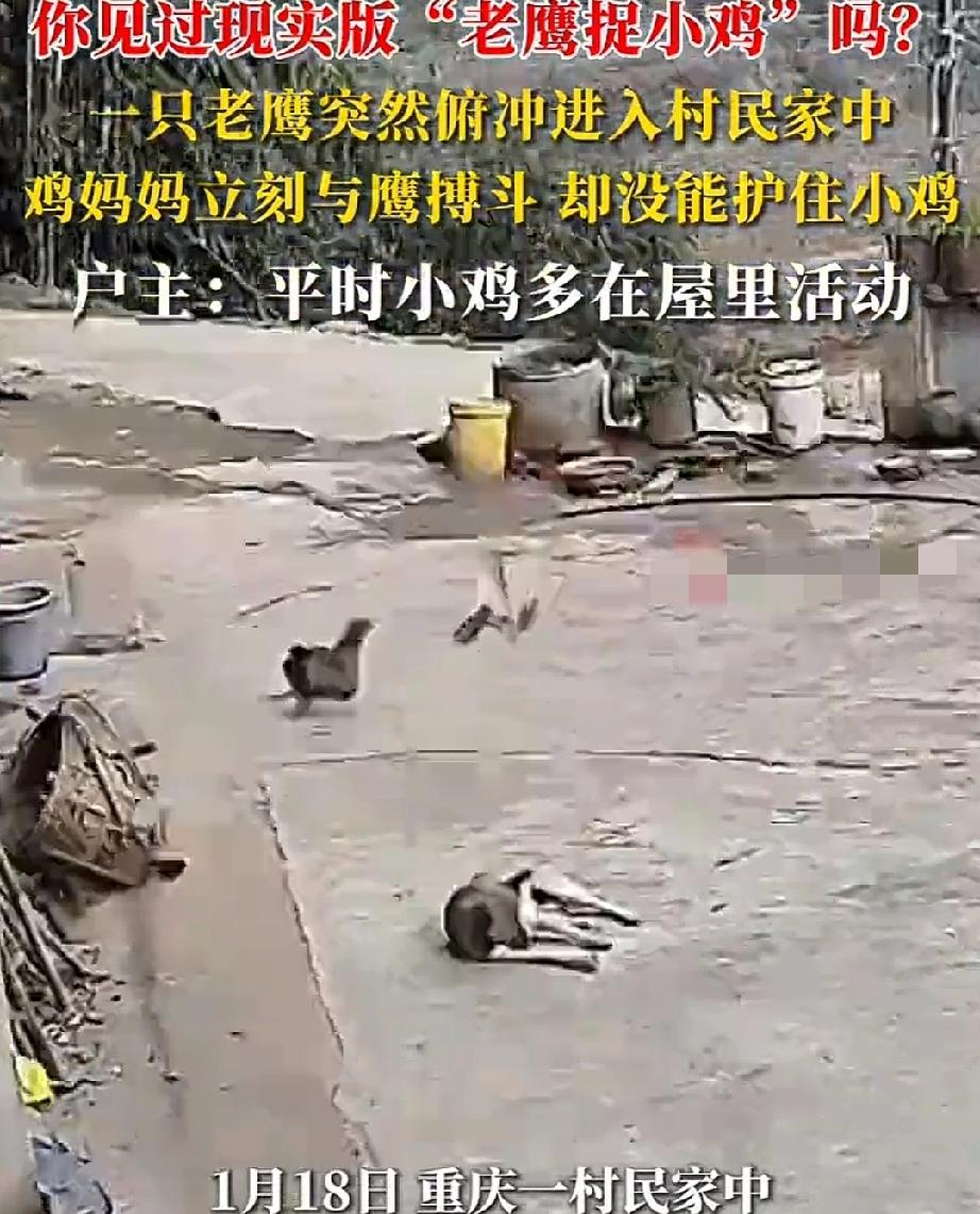 重庆一农户养了个狗狗看家护院，可是它却临阵脱逃。1月18日，狗狗在院子里，看看