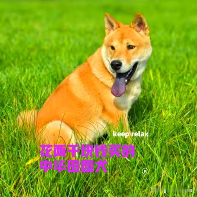 去年五月份，花了两千块钱，在网上买了一只中华田园犬。狗子来自千里之外的广西，正宗