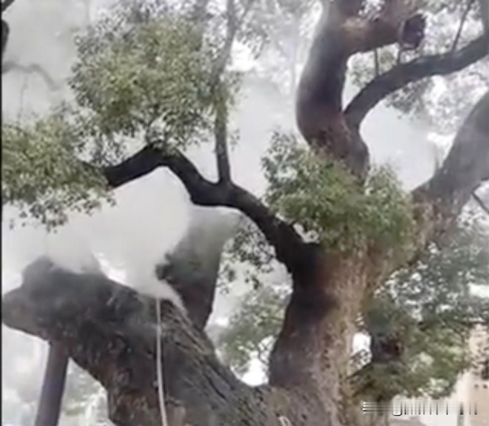 湖南一棵千年古树居然燃烧起来了，看起来十分奇怪，我尝试用走出科学的方式来解释一下