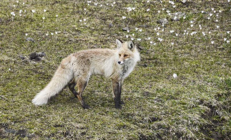 哇塞，科学都犯难啦！你瞧，在内蒙古发生了件稀罕事儿。一只野生狐狸不小心掉进1