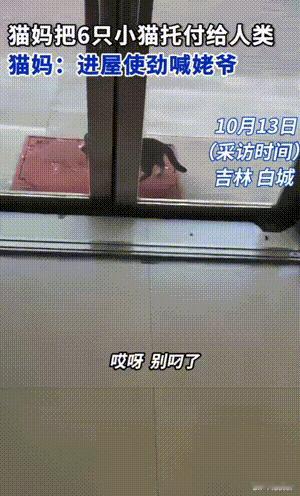 万物皆有灵性！吉林，男子经常投喂的一只流浪猫，生了六只小猫咪。它应该是很信任男子