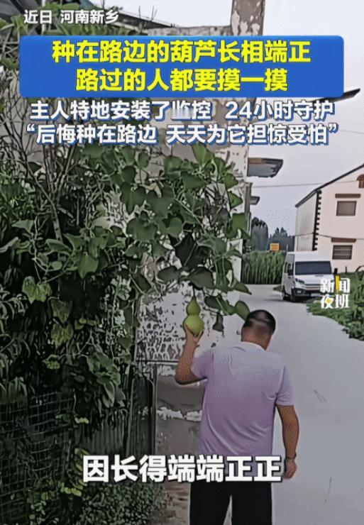 “笑不活了！”河南新乡，男子在路边种的葫芦结果了。没想到，小葫芦因长相端正，路过