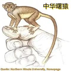 看有些人对已灭绝的中华曙猿感兴趣，在这里介绍下。中华曙猿，是4500万年前中