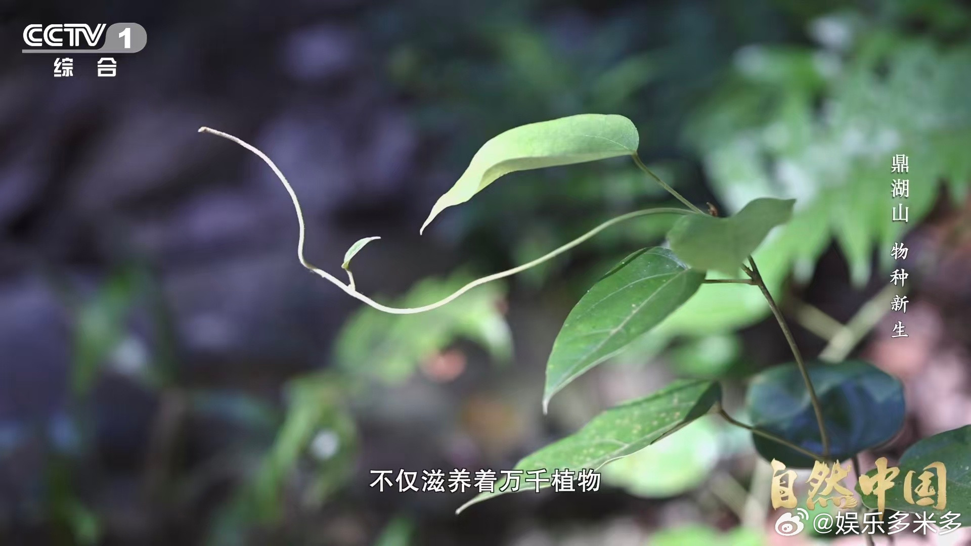 土壤的土腥味从何而来土腥味是土壤的“生命气息”，来自微生物代谢，而土壤本身则是岩