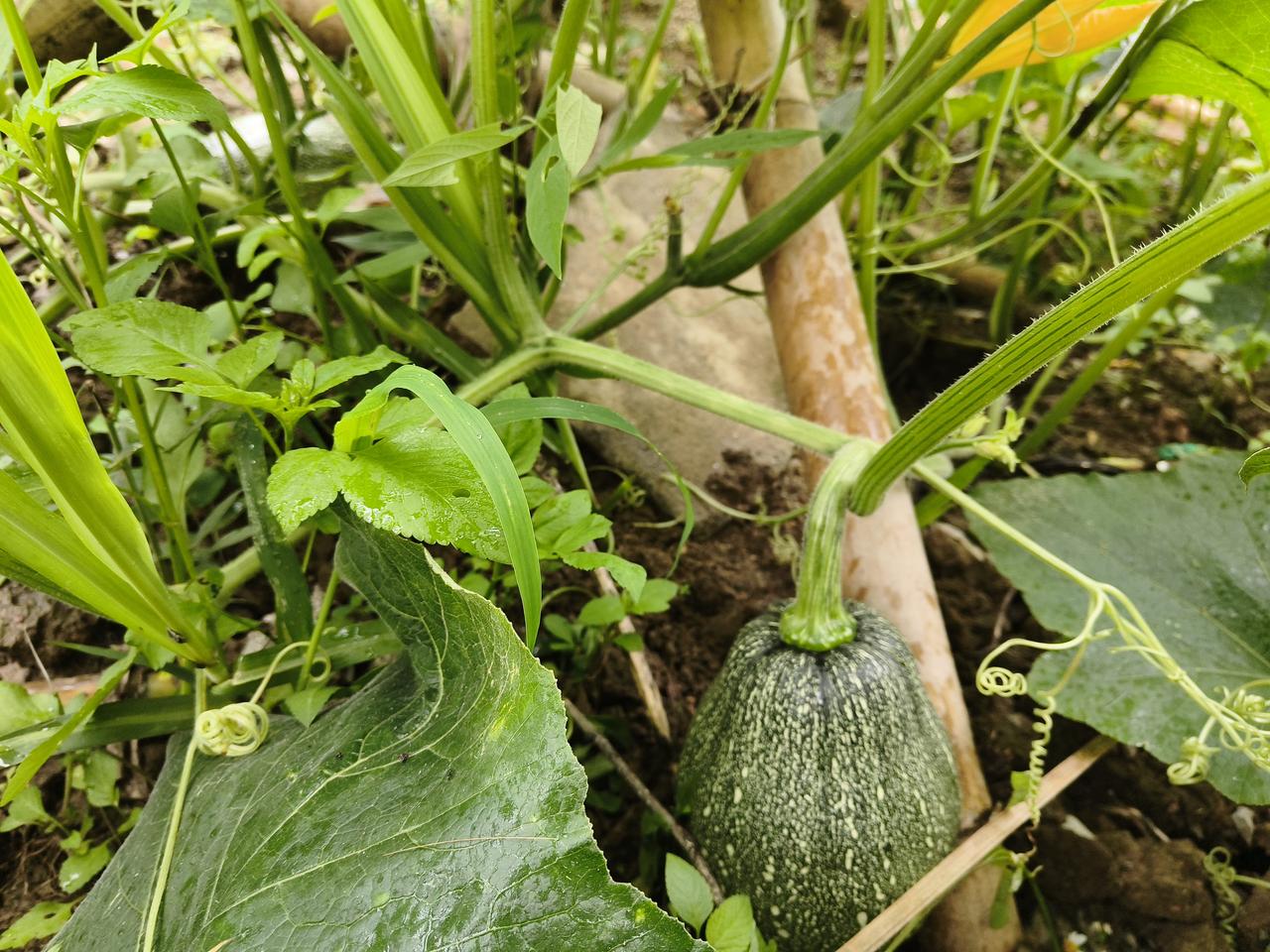 种南瓜想高产，土地要阳光，底肥要足，要及时整枝打叉，一棵留三四条分枝，开