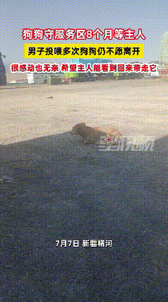 你养狗一时，狗念你一生！养过狗的都懂，那小家伙认定你了，就像刻进骨子里的执念