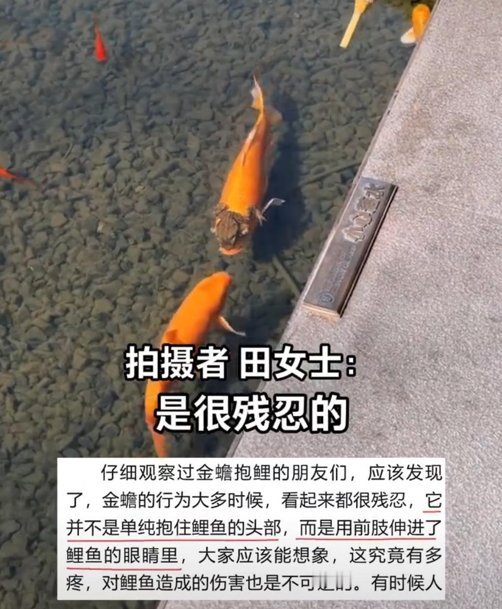 近日，成都的田女士在户外偶然拍到了一幕罕见的画面：一只金蟾紧紧抱住一条鲤鱼，仿佛
