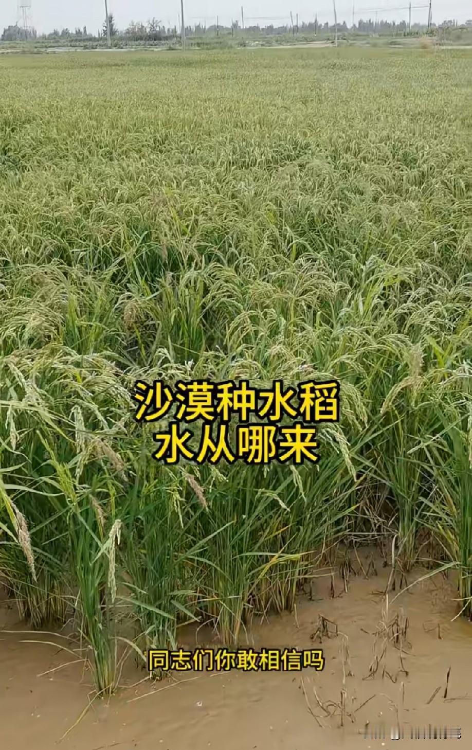 那里能种土豆红薯就很不错了，种水稻很费水而且没必要！