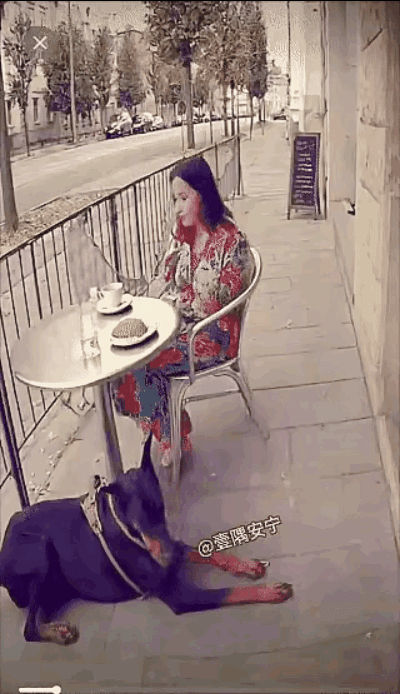 你敢信吗？一只狗狗居然凭一己之力，从车轮下抢回了主人的命！那天主人正坐在路边