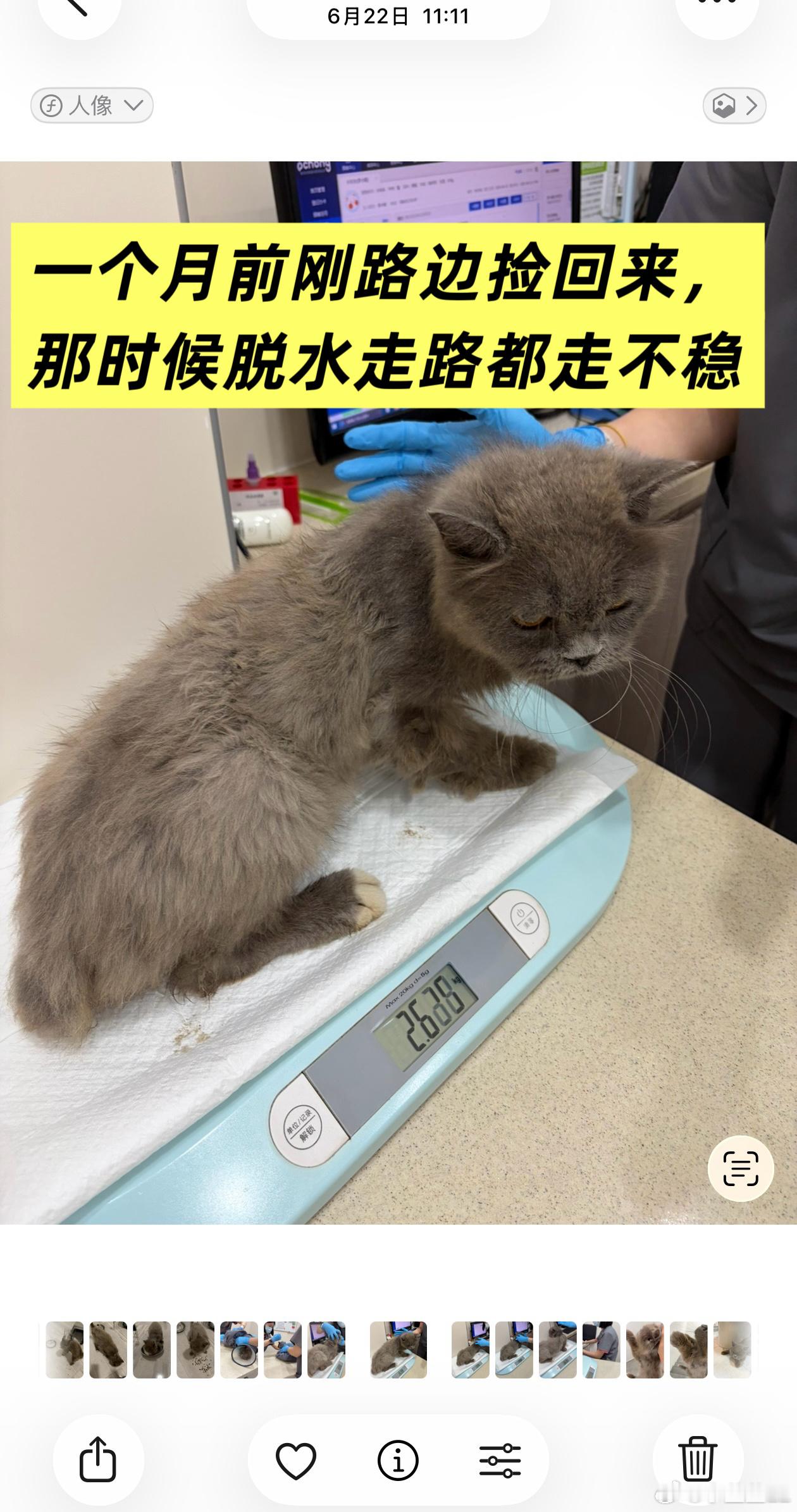 你们敢相信这是同一只猫？！！捡回家已经一个多月，小猫肚子一天天变大，才反应过来原