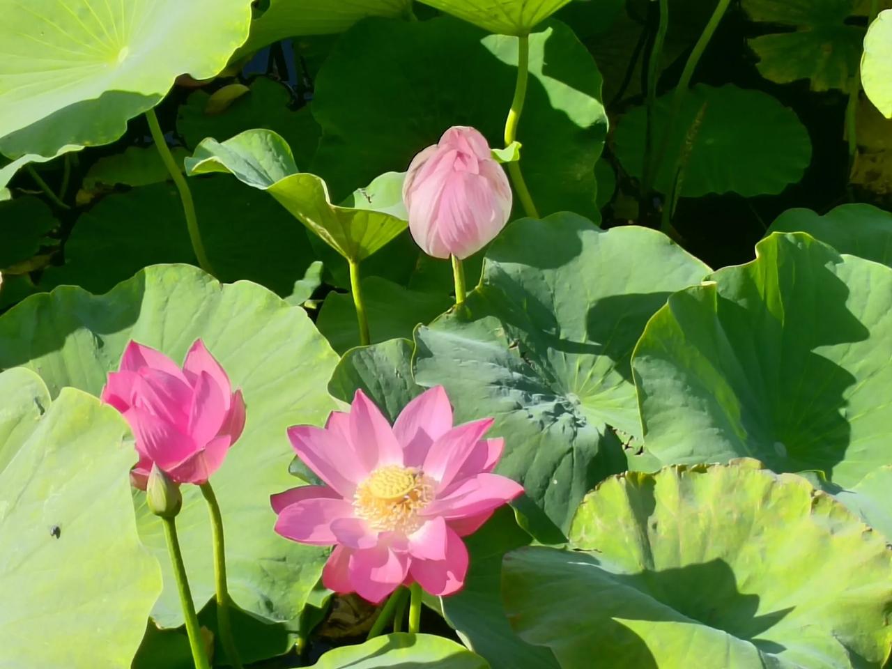 粉嫩荷花开满池塘，夏日清凉的美好时光。🌸🌿🌞荷花荷香美景荷花带花苞图片