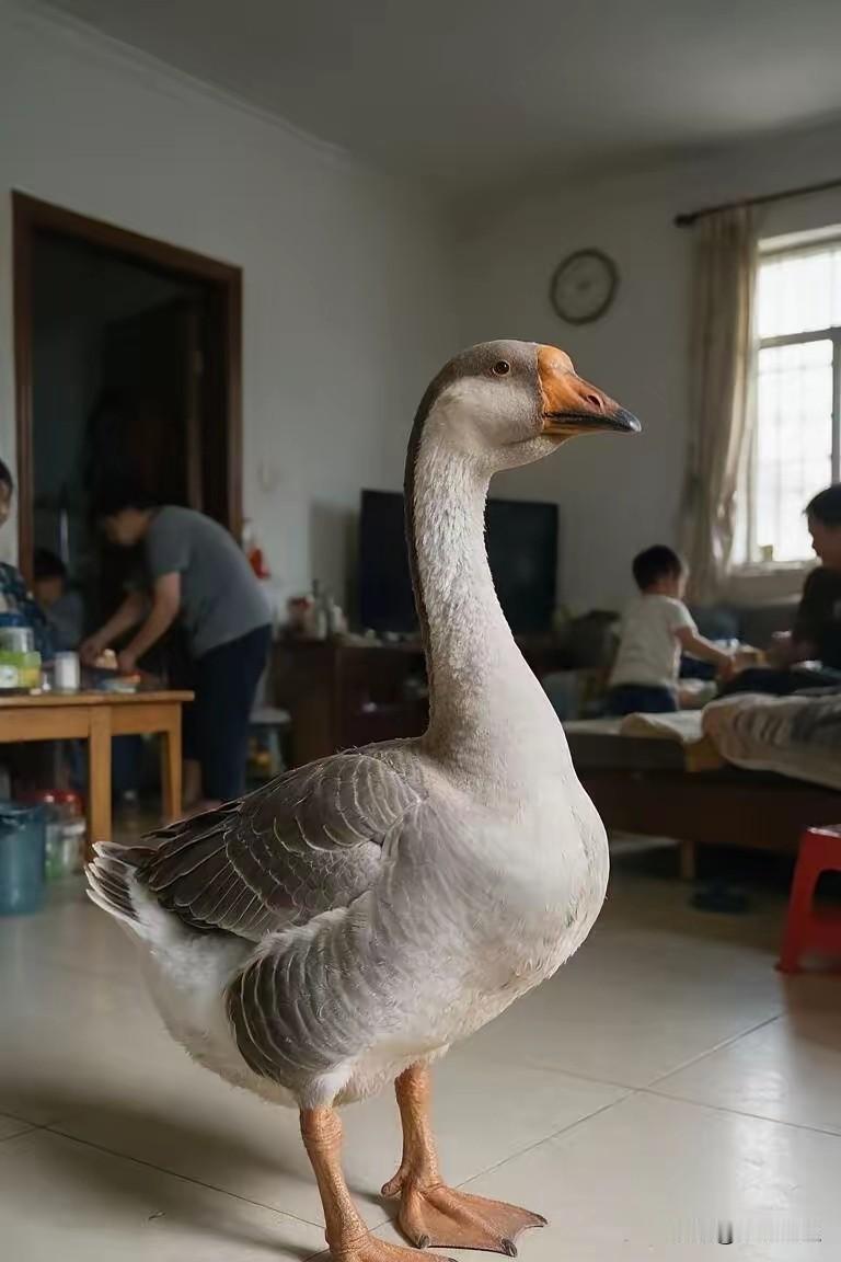 退休老爸买了只鹅当宠物，半年后我哭了：这哪里是鹅，分明是家里的一口人我爸退