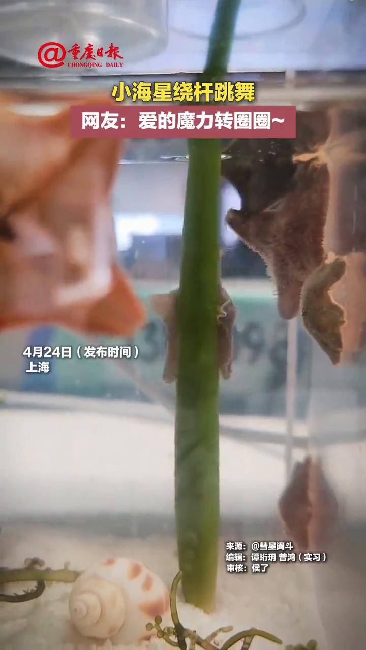 小海星绕杆跳舞。网友：爱的魔力转圈圈。来源：彗星调斗。编辑：谭珩玥曾鸿(实习)