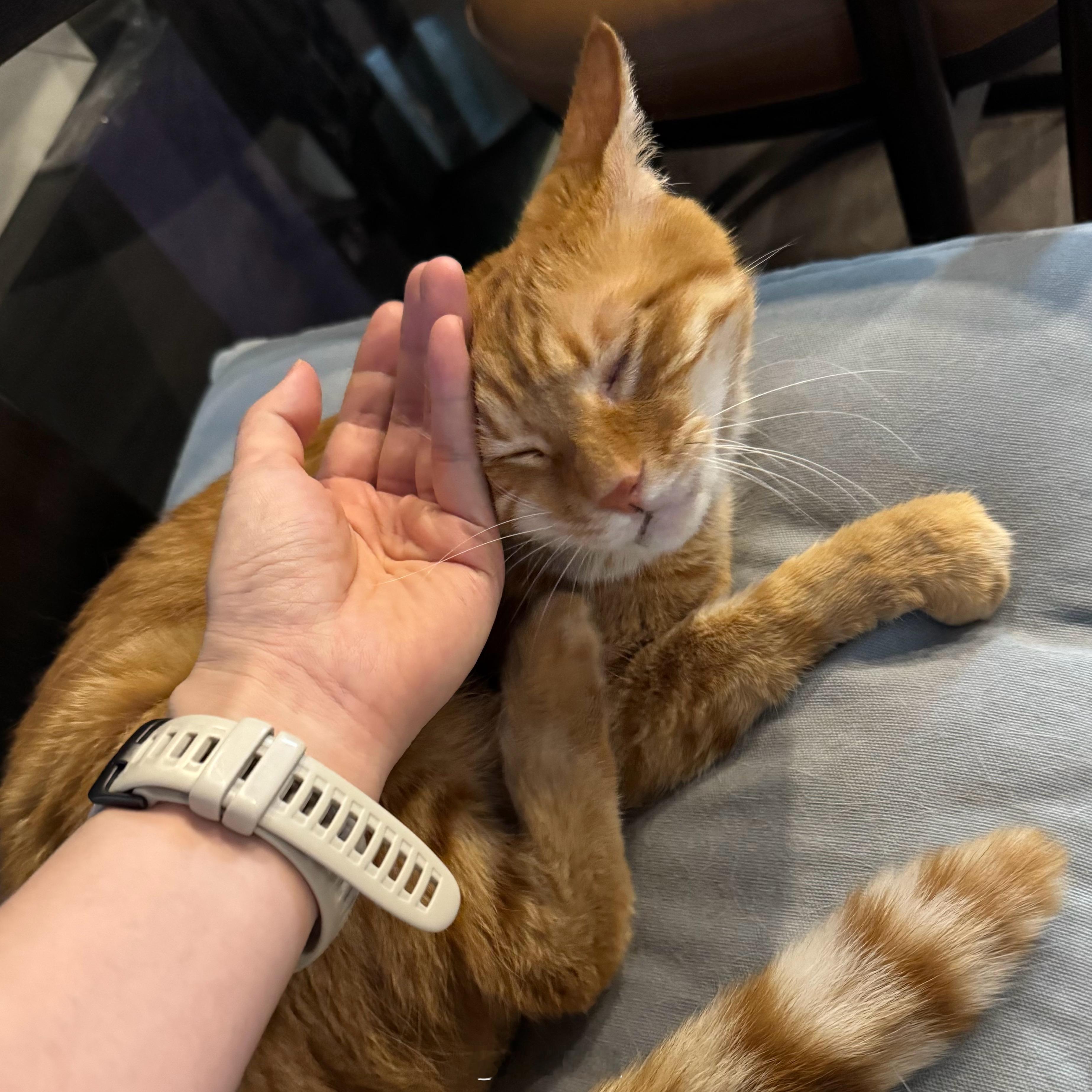 喜欢我好像是装的猫咪微表情​​​