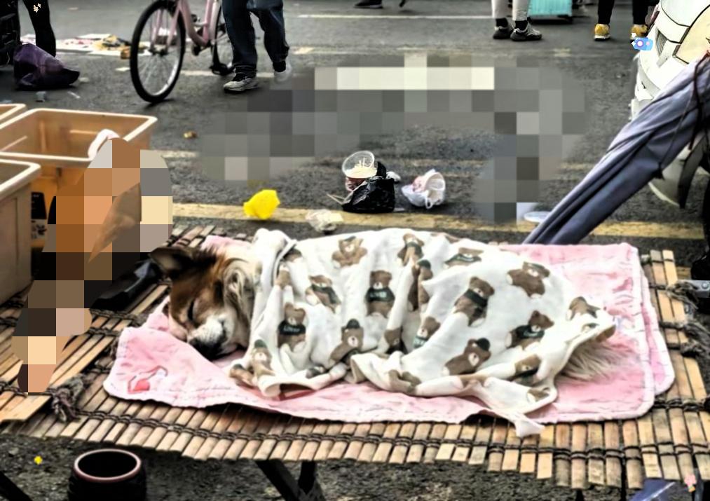 一个卖水果的小摊贩收养了一只流浪狗，从此狗狗每天凌晨五点多就陪着主人一起在路边出