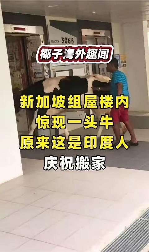 阿三过分了，自己润到新加坡就行了，连牛也不放过，把牛也带到新加坡，看来真是不拿自