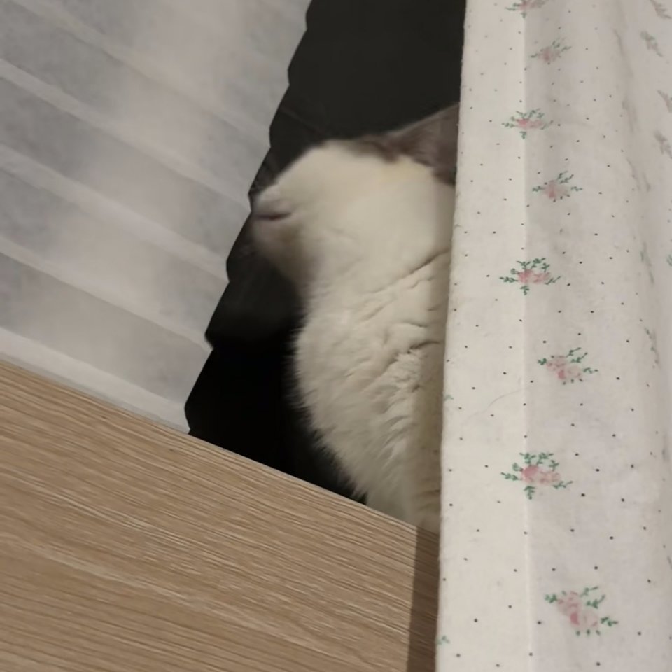 哇喔！猫猫震惊