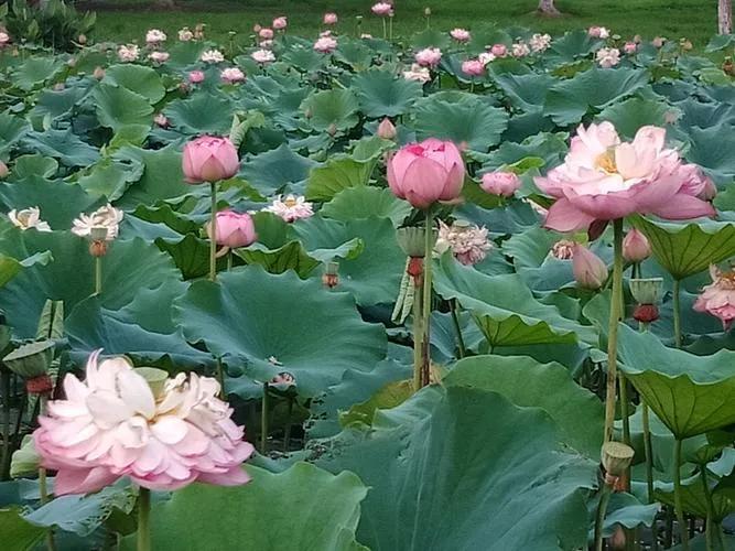 《南阳万花园莲花园真实现状》最近刷短视频，好多人都在传南阳城北莲花湖项目要重