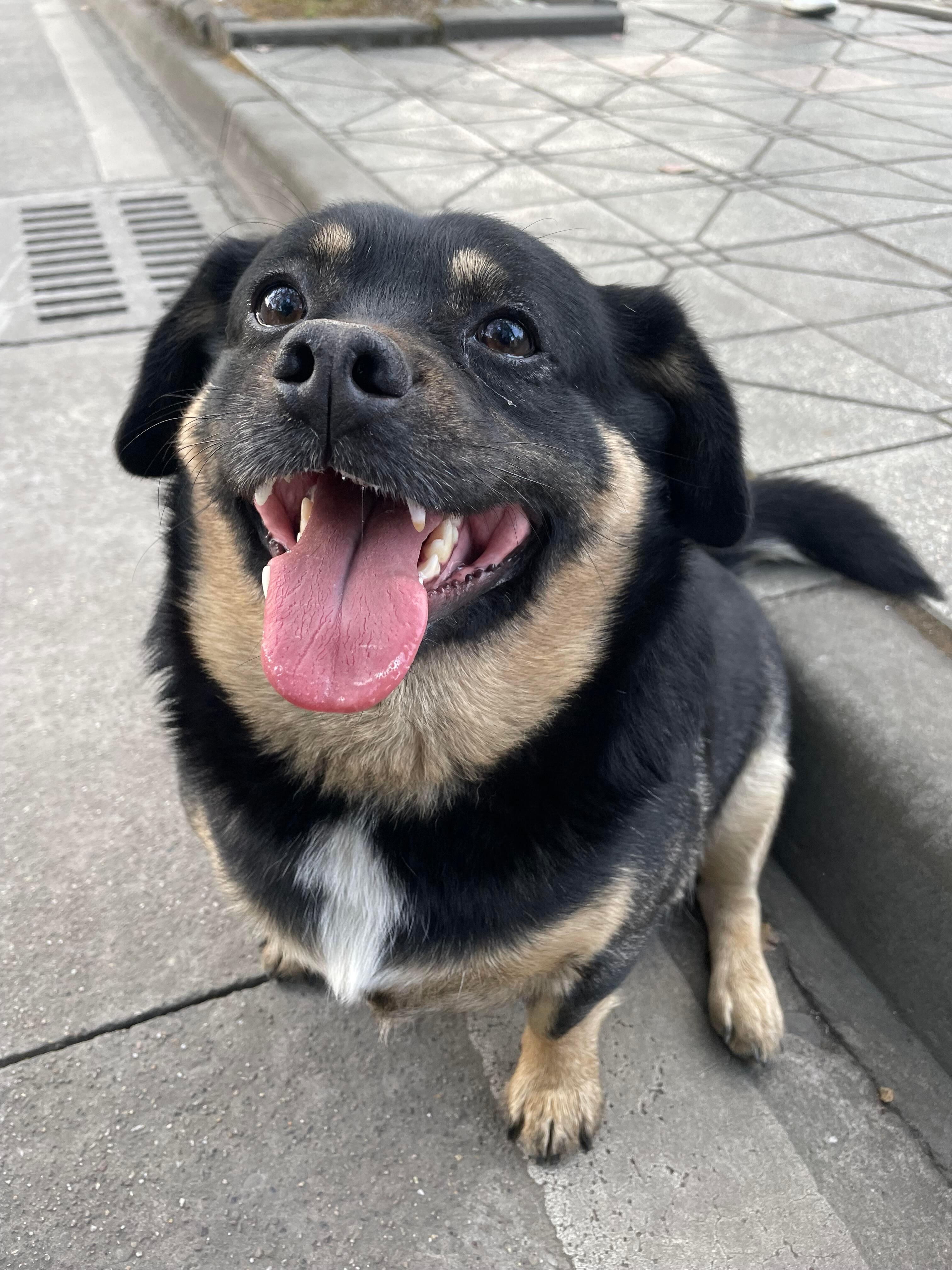 “吾校之流浪小犬肥肥乎？”