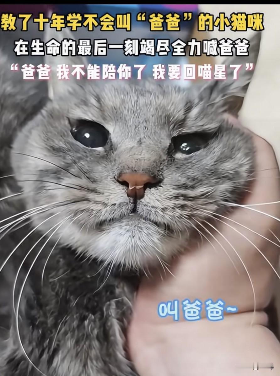 泪目了！一位大哥养了一只小猫，在他的悉心照料下，它生活的非常好，转眼十年过去了，