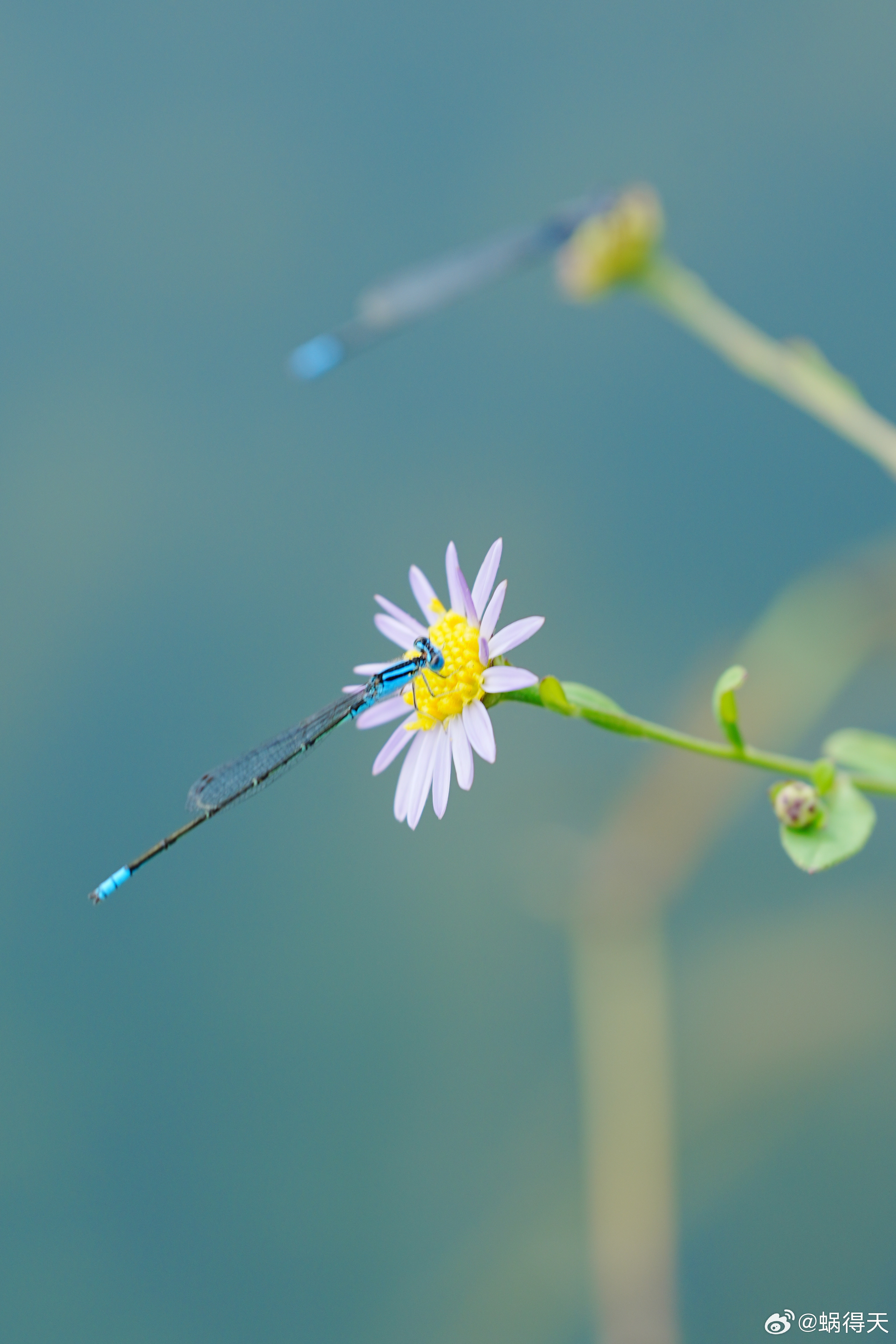 马兰花开二十一，二五六，二五七……马兰头花蜗的摄影日记花卉​​​