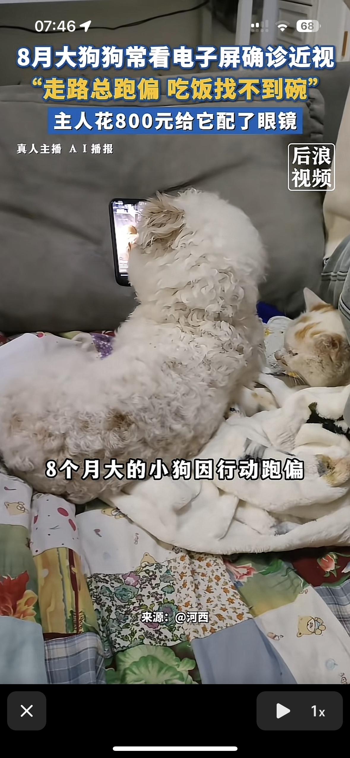 太好笑了，这真是亮瞎了狗眼谁能想到8个月大的狗狗居然让主人花费800元配了个眼