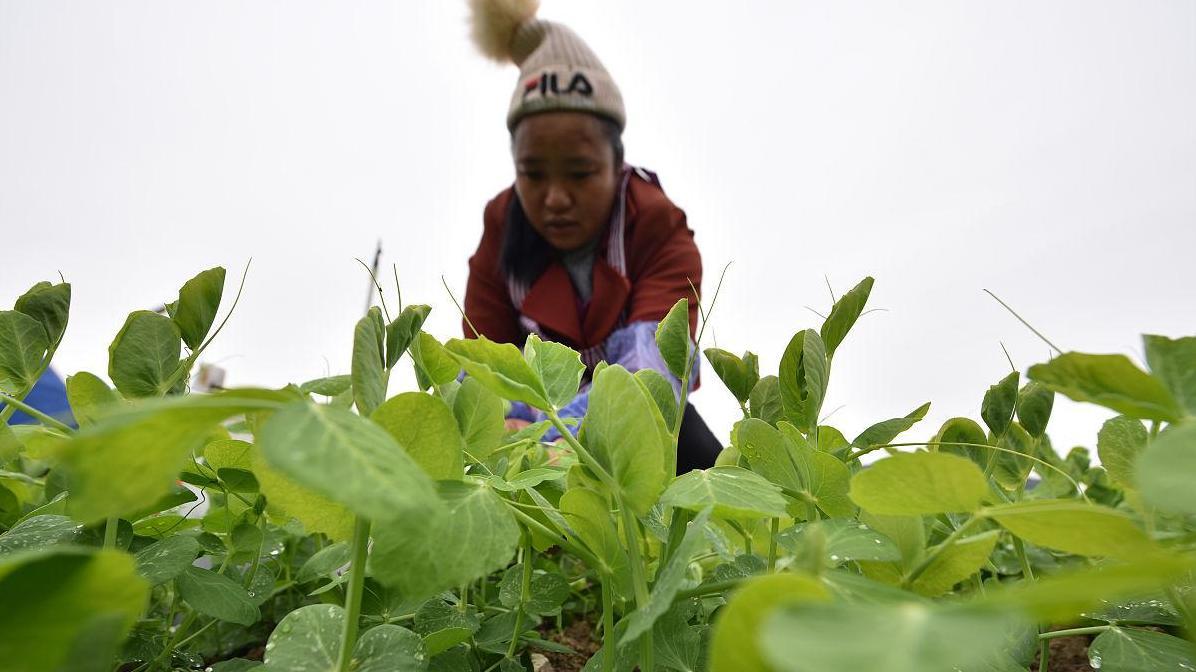 豌豆的秋季种植秘诀: 何时下手? 如何管理?