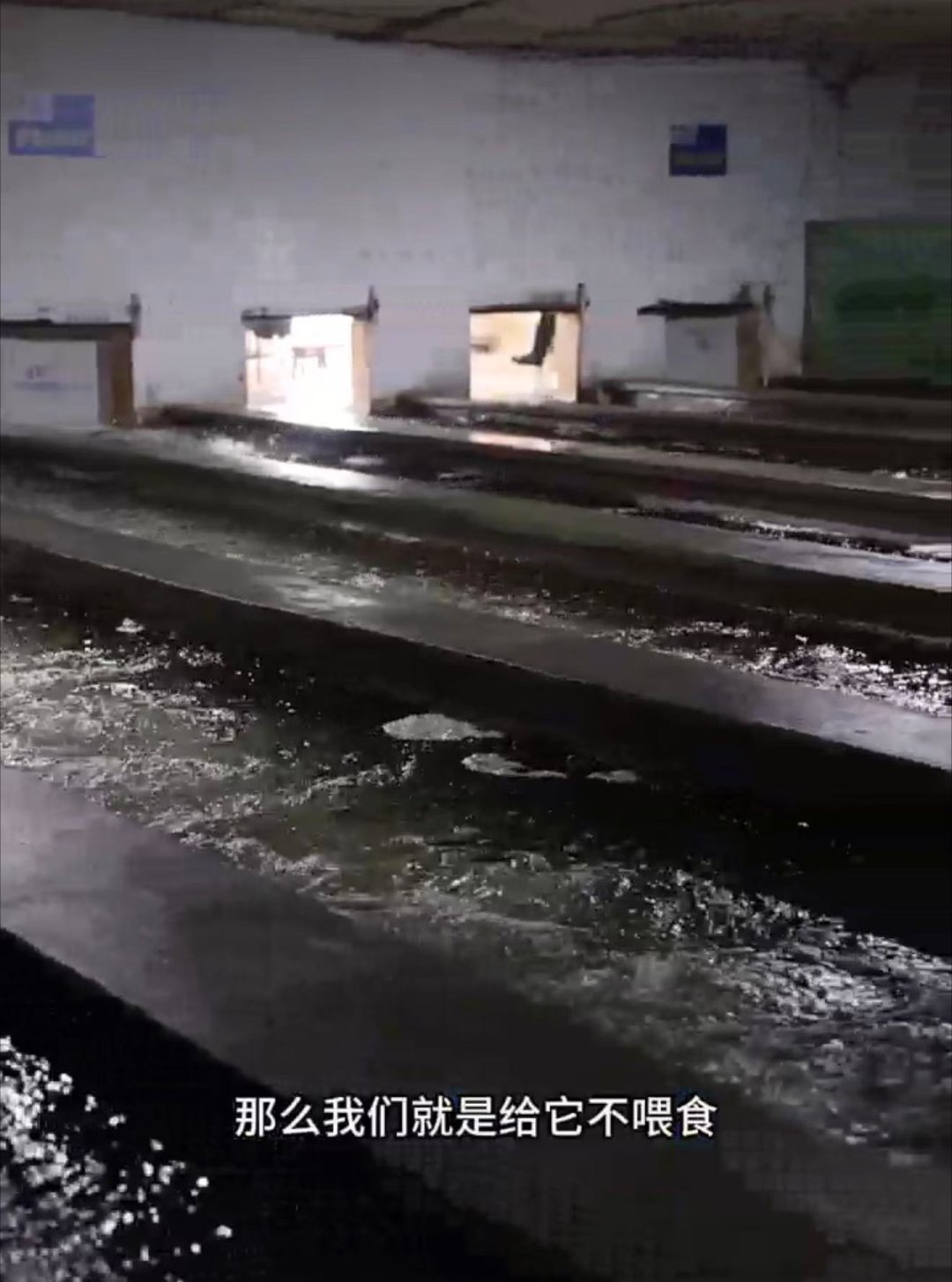 脆鲩鱼为什么突然火了淡水草鱼经特殊培育成为脆鲩，长时间蚕豆喂养调整肉质，再经过