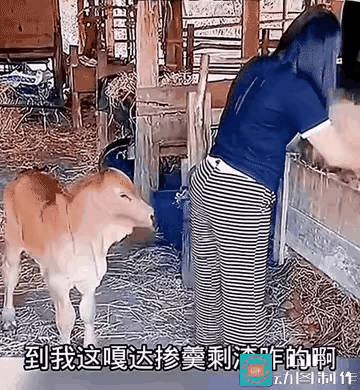 羊:现在知道我厉害了吧。