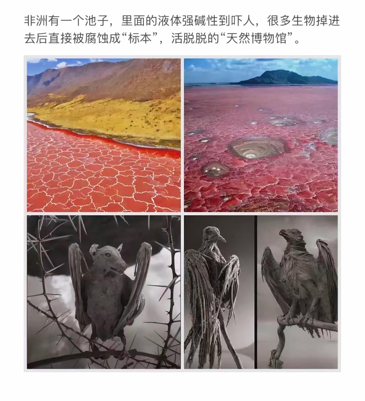 池中液碱腐蚀生，天降“标本”博物馆。