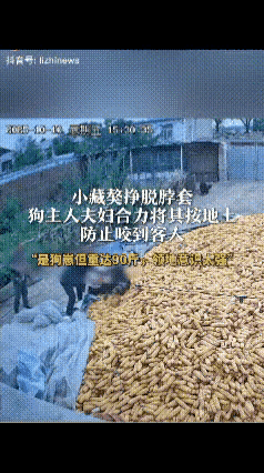 万万没想到！辽宁锦州张先生家来客，小藏獒突然挣脱脖套冲过去，他媳妇直接扑上去按住