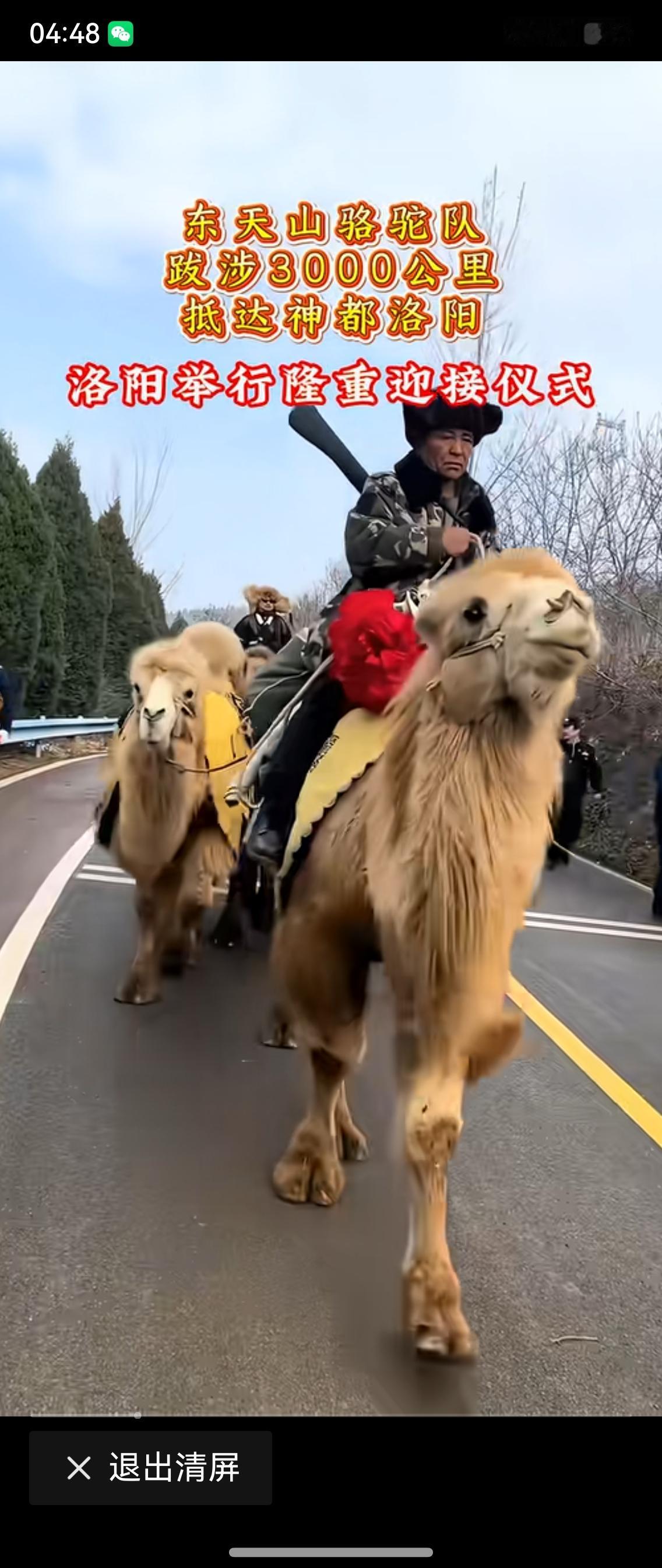 中华各民族大团结万岁！东天山骆驼队从新疆出发徒步3000公里到古都洛阳进行文化交