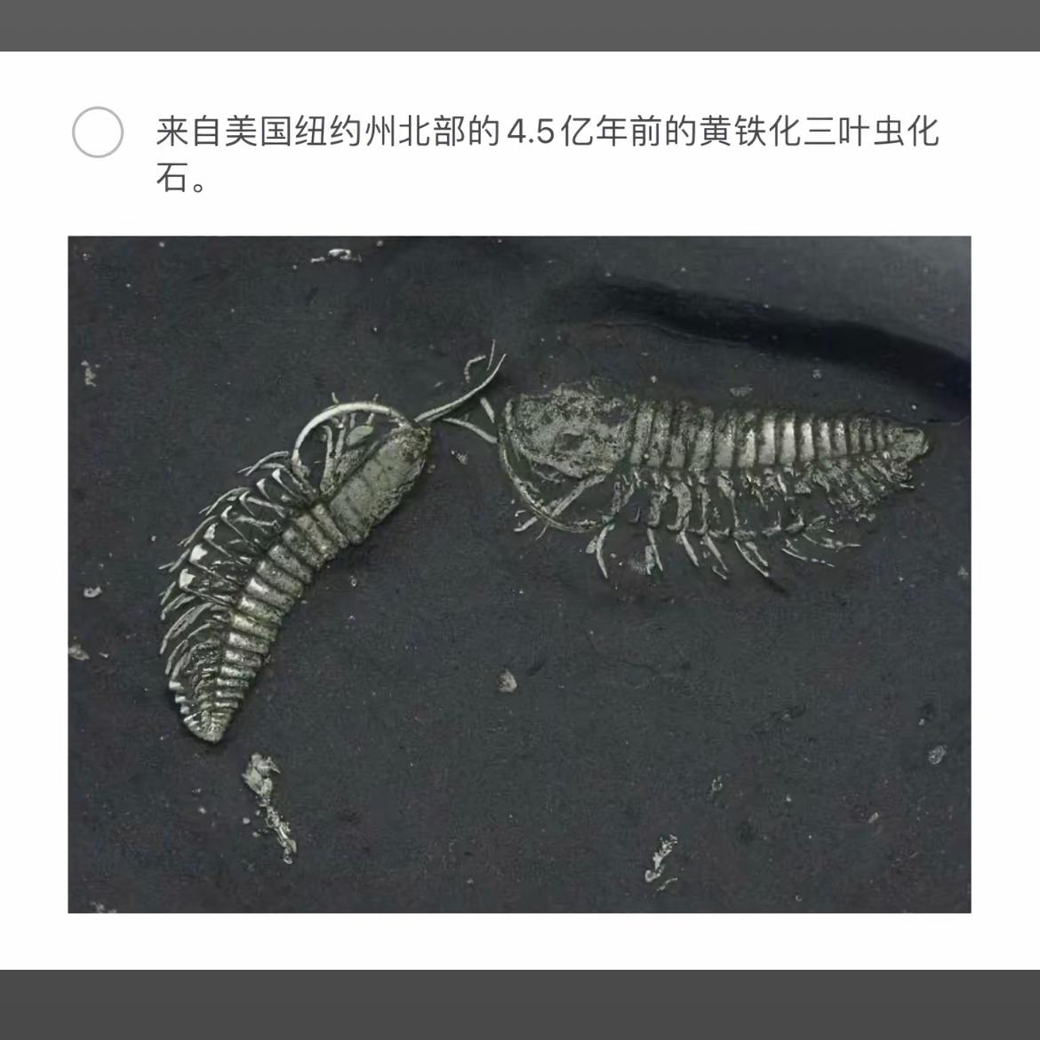 4.5亿年前的三叶虫化石，见证远古时代的生命奇迹！🦗🌟