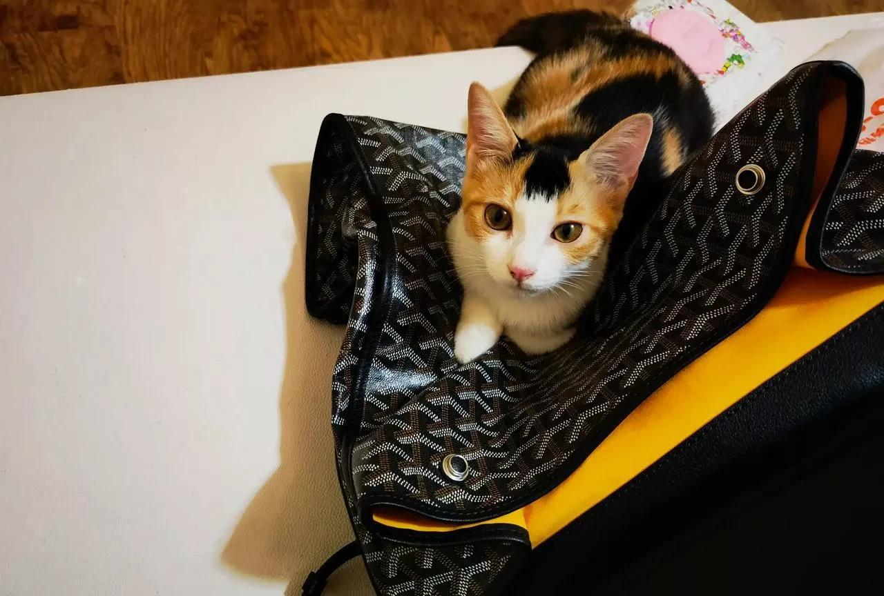 我家门口常年放着三个流浪猫小屋，五个猫粮小碗，几个水碗。猫孩子们，只要过来，就又