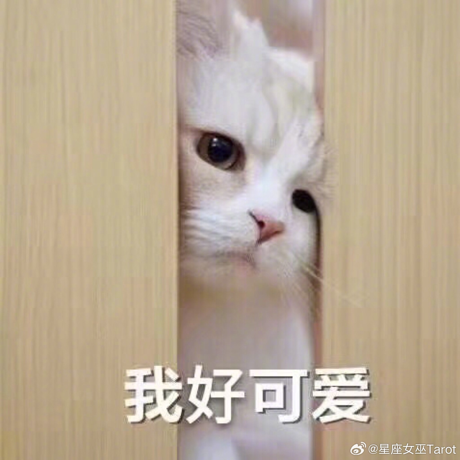 十二星座最迷人的缺点：白羊：冲动但护短金牛：固执但长情双子：善变但有趣巨蟹：敏感