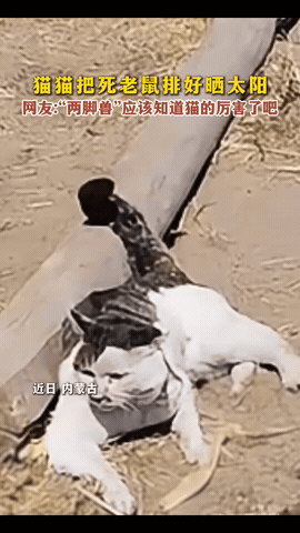 内蒙古，一只花头猫躺在玉米地里，面前整整齐齐摆了4排死老鼠，看完评论区泪目了。