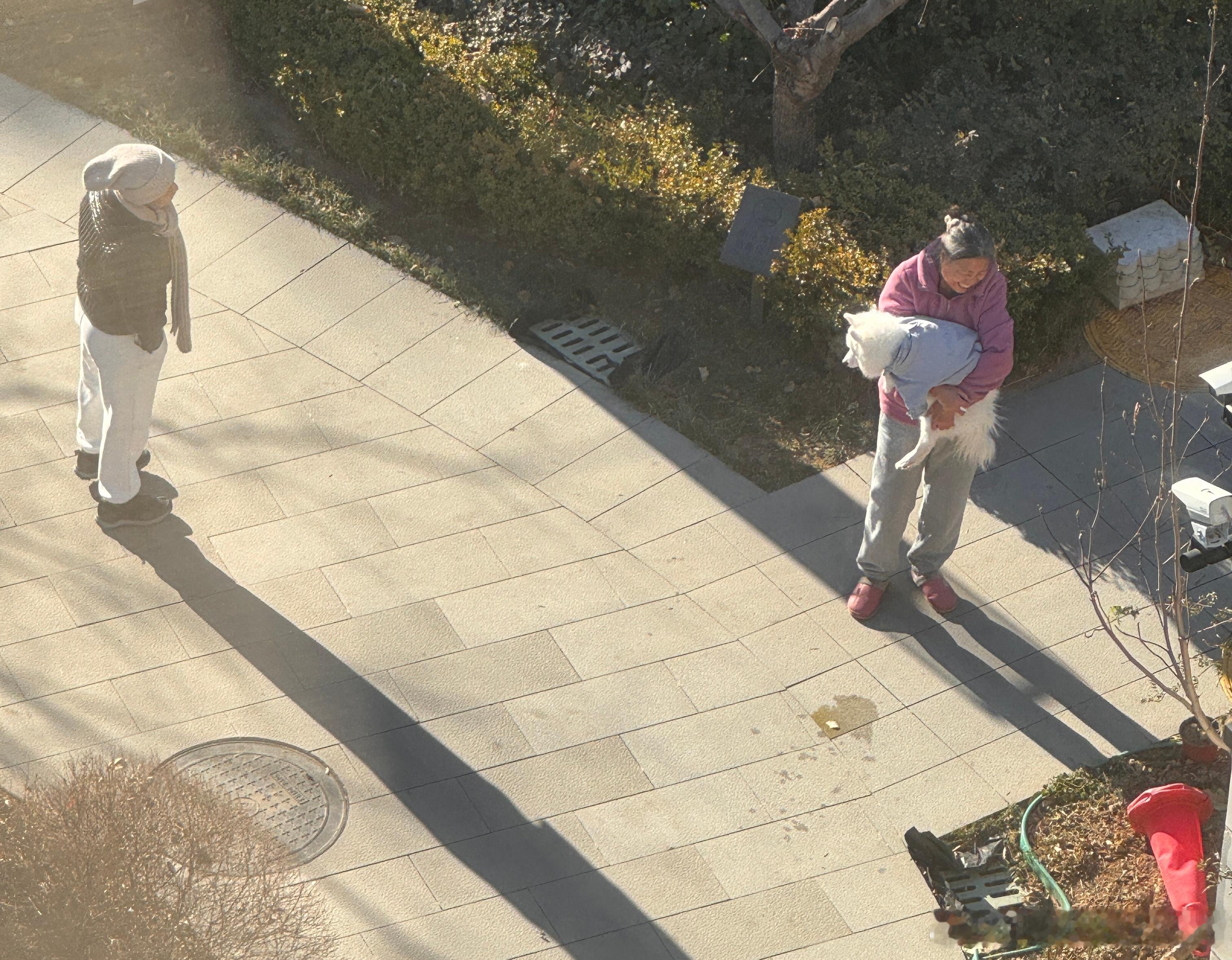 上了年纪的大白狗出门遛弯儿走不动路。被它上了年纪的主人一步一步抱回了家。