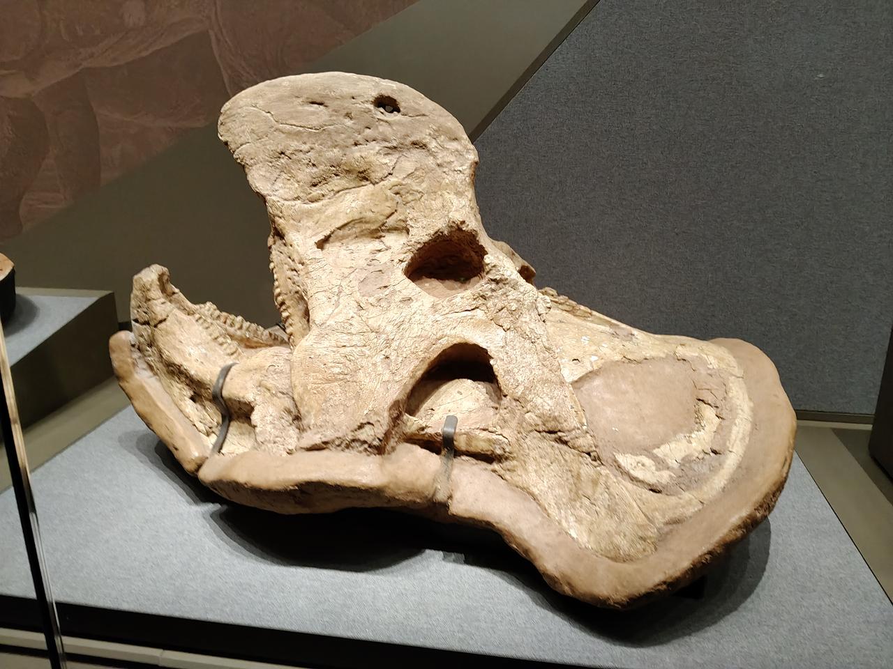 我几乎敢坚信美国的大模型肯定是干不赢，中国的大模型。因为中国的大模型不仅仅能够