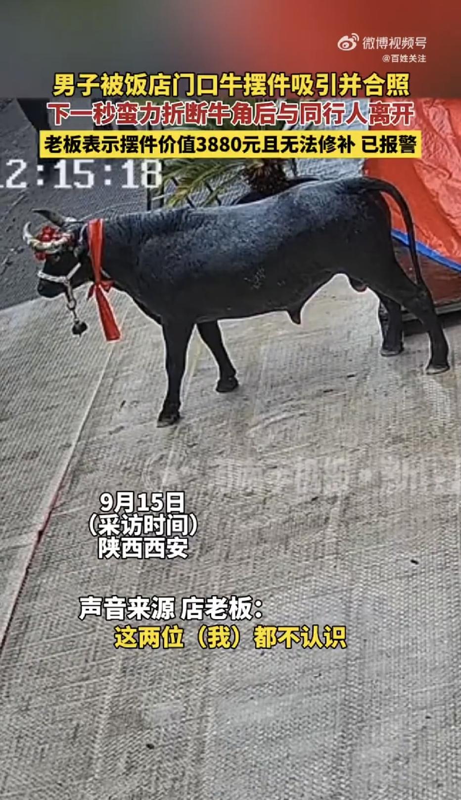 陕西西安，饭店门口，一名男子拉着玻璃钢牛摆件摆姿势拍照，同行女子帮忙取景，谁也没