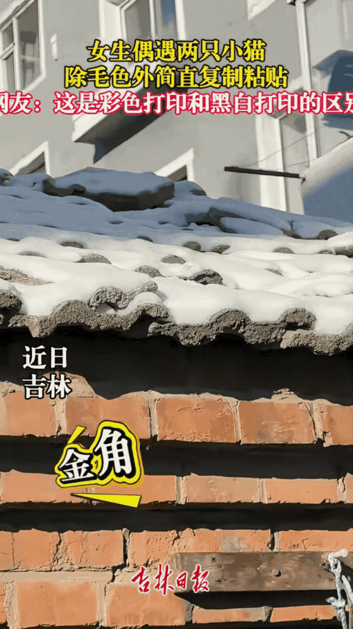 吉林有个女子出去玩，碰到了超有意思的一幕——两只猫蹲在屋顶上晒太阳，长得简直一模