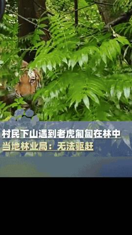 担心的事情还是发生了！吉林延边，一位村民开车下山时，突然发现路边林子里趴着一只老