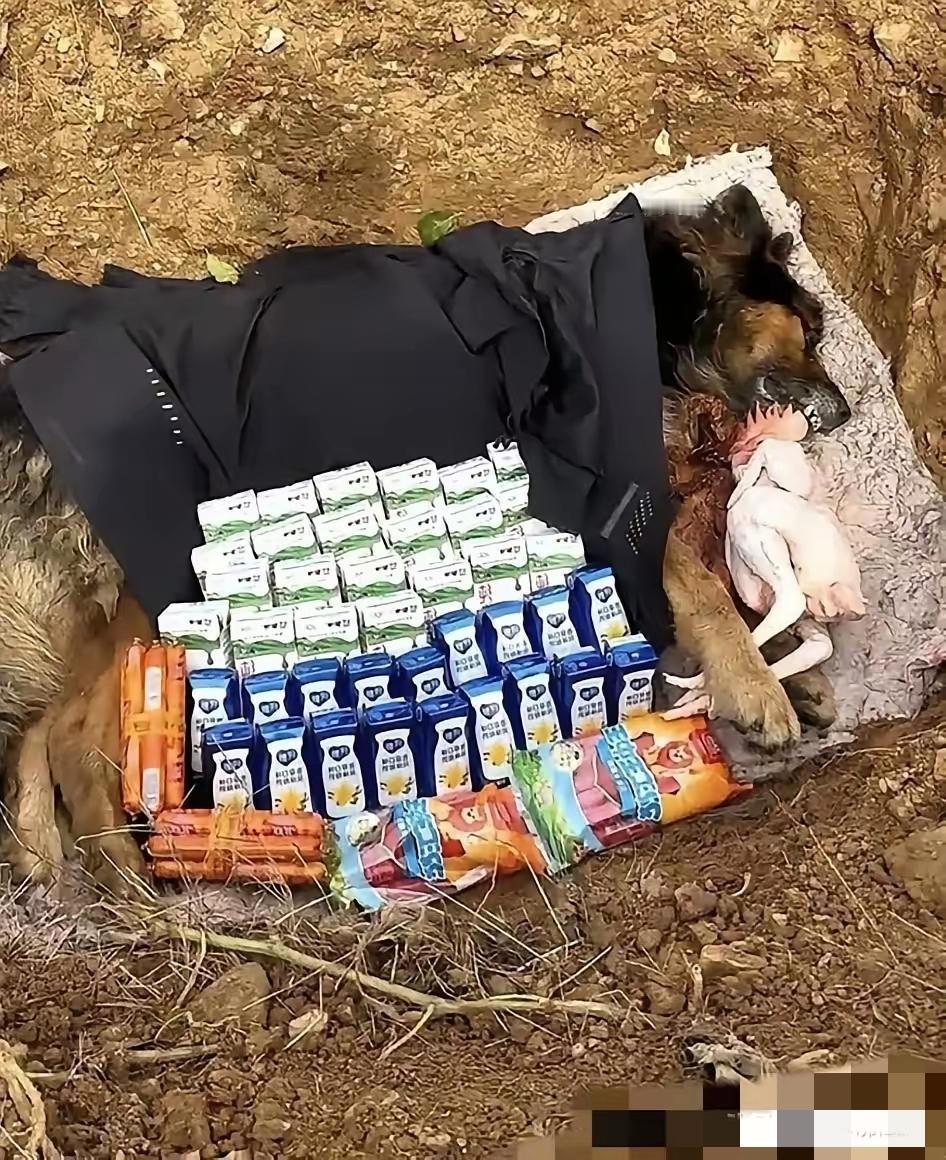 狗狗离世获“厚葬”：四包火腿肠+两箱牛奶+一只大公鸡，这哪是埋宠物，分明是送别家