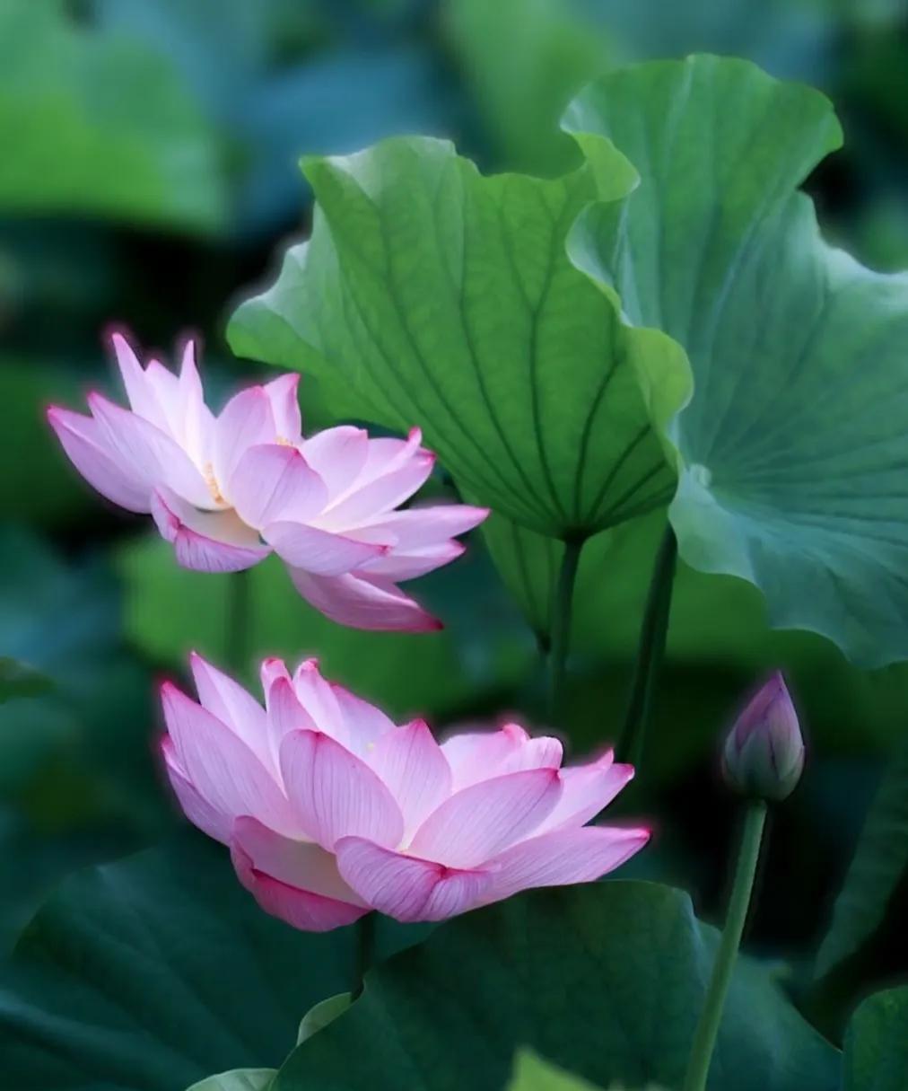 为什么莲花能代表人生智慧？因为所有植物都是先开花后结果，只有莲花因果同时，当莲花