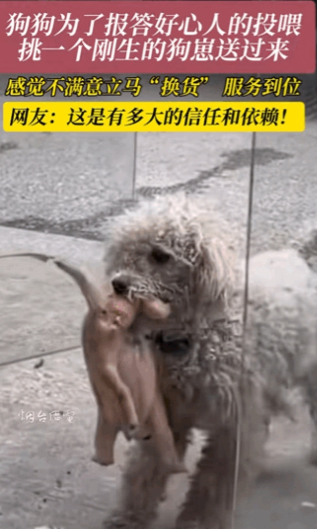 万物皆有灵性！江苏，一女子经常投喂一只流浪狗，狗狗为了报答好心人的投喂，隔天叼来