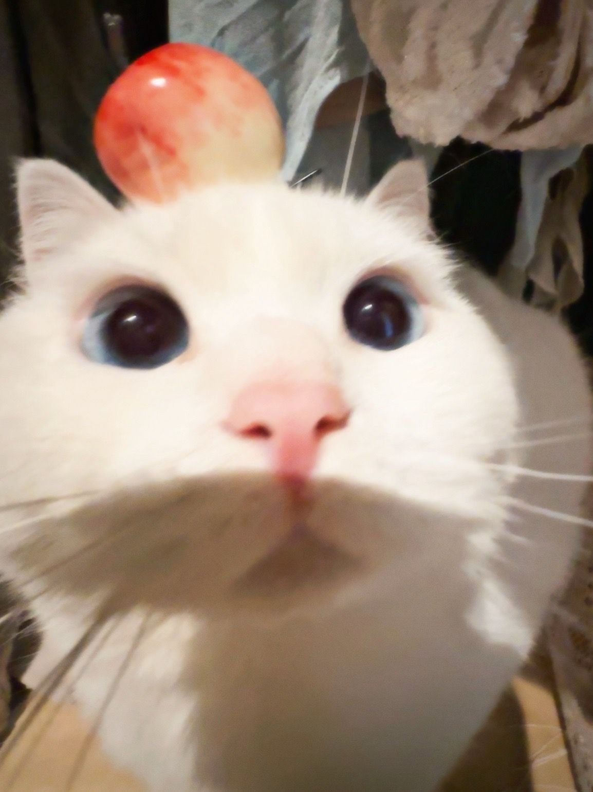 𝐀𝐯𝐚𝐭𝐚𝐫｜审咪积累萌到临头还在犯呆！ÒωÓ